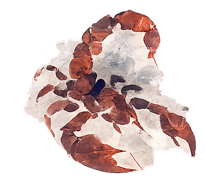 Scorpio constellation painting